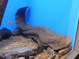 オオサンショウウオとチュウゴクオオサンショウウオの交雑種