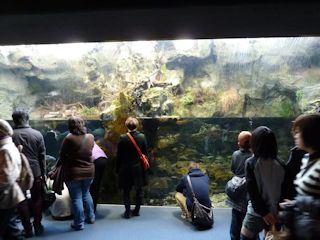 淡水魚たち