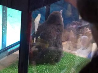 ペンギンのヒナ