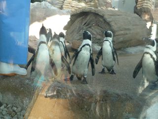 ケーブペンギン
