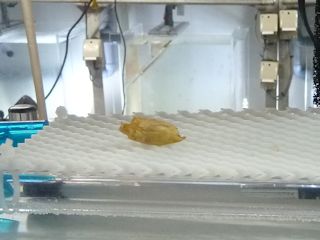 オウムガイのタマゴ