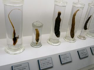 左がフクロウナギ