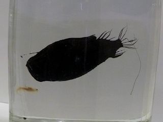 ミツクリエナガチョウチンアンコウ