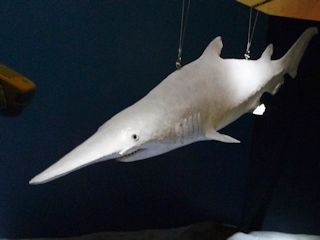 ミツクリザメの剥製
