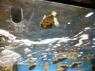 �n���Z���{��