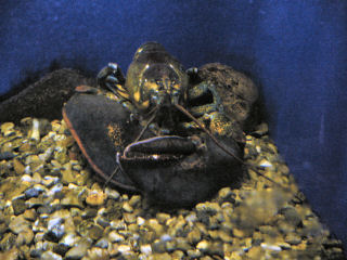 ���u�X�^�[