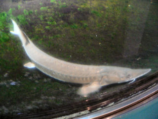 �`���E�U��