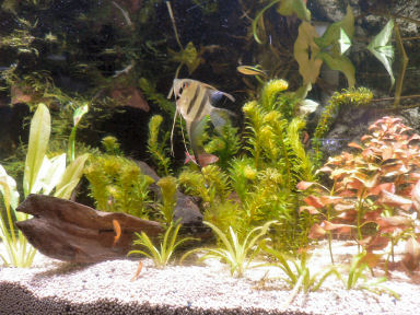 �G���[���t�B�b�V��