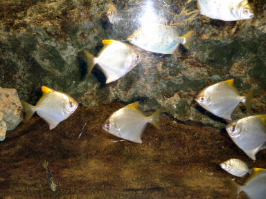 �e�b�|�E�E�I��ƈꏏ�ɉj���ł�