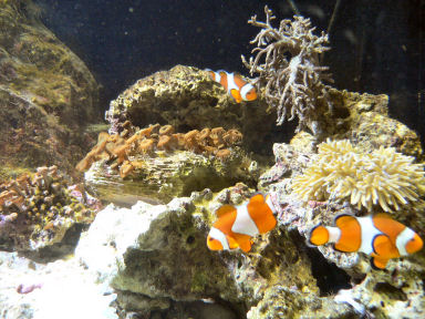 �J�N���N�}�m�~