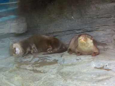 �R�c���J���E�\