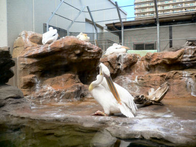 �����C���y���J��