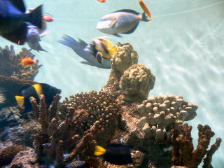 �R���́u�����p�v�����������c