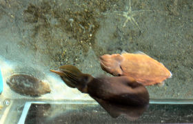 �R�u�V�����������ȁH