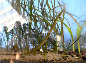 ����߂񂶂Ⴑ�ɂ悭�����Ă郈�E�W�E�I