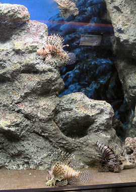 �~�m�J�T�S