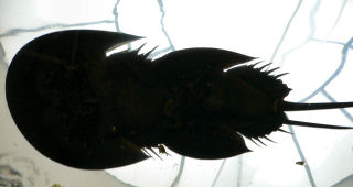 �J�u�g�K�j�̗�