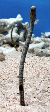 �`���A�i�S