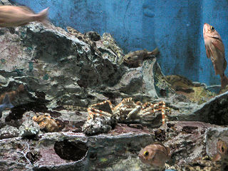 �^�J�A�V�K�j