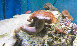 �E�~�L�m�R