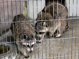 �A���C�O�}