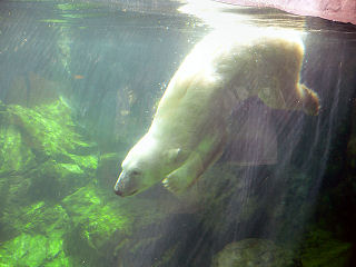 �z�b�L���N�O�}