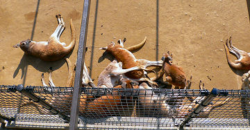 �J���K���[