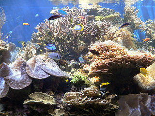 �i�����E�n�M�Ƃ�