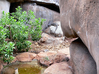 �g�J�Q�̗�