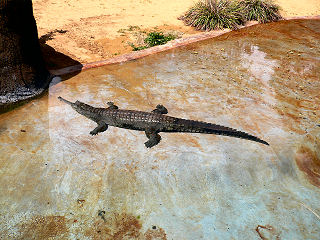 �A���Q�[�^�[