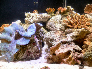 �V���R�K�C