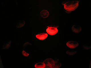 �~�Y�N���Q