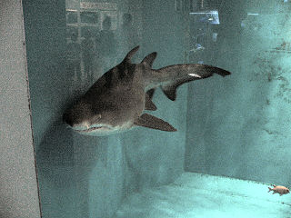 �V�����j