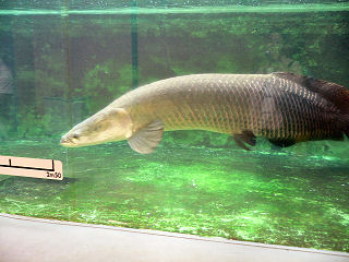 �s�����N