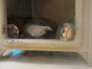 �R�c���J���E�\