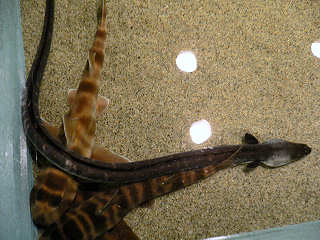 �Ȃ񂿂��E�~�w�r