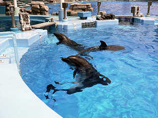 �C���J�P��