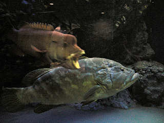 �����J���Ă�̂��R�u�_�C