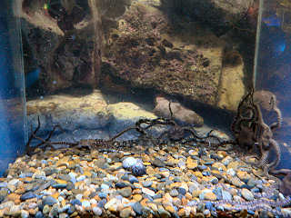 �N���q�g�f