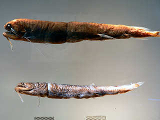 �z�E���C�G�\