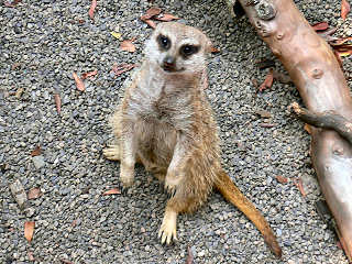 �~�[�A�L���b�g