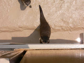 �R�c���J���E�\