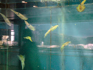 �A�I���C�J