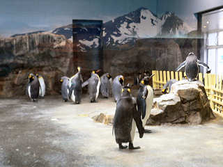 �L���O�y���M��