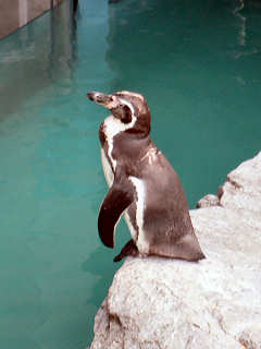 �t���{���g�y���M��