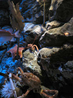 �₽���C�̃^�J�A�V�K�j