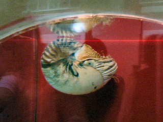 �I�E���K�C