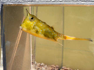 �R���S�E�t�O